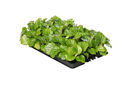 Calathea orbifolia | Tr.84 - 1PP Cult Tej