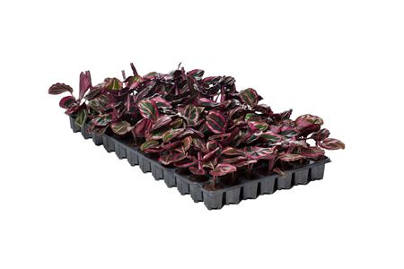 Calathea Princess Jessier  Niet voor P14 | Tr.84 -