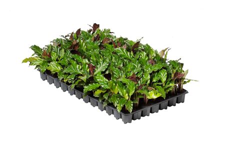 Calathea rufibarba | Tr.84 - 1PP Cult Tej