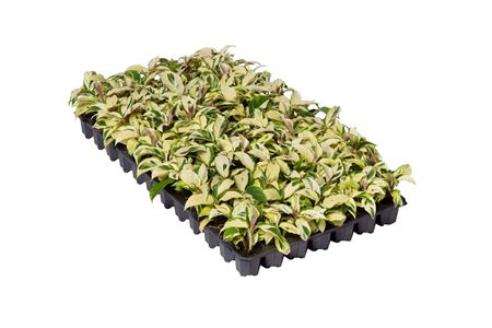 Calathea thai beauty | Tr.84 - 1PP Cult Tej