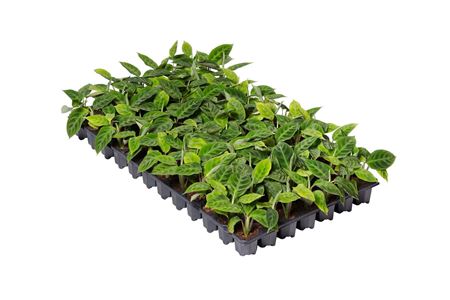 Calathea warscewiczii | Tr.84 - 1PP Cult Tej