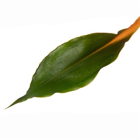 Chlorophytum orchidastrum Princess Mabel | Tr.66 -