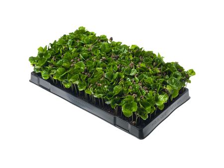 Coffea arabica nana | Tr.112 - 6+ semillas