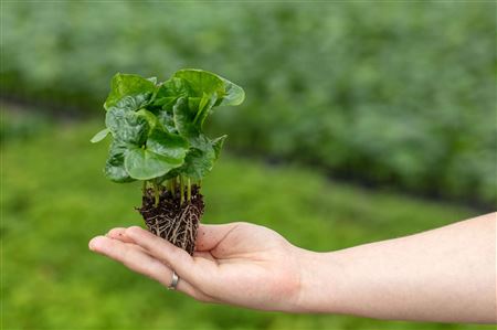 Coffea arabica nana | Tr.66 - 10+ semillas