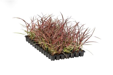 Cordyline Can Canr | Tr.84 - 1PP Cult Tej