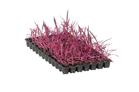 Cordyline Pink Passionr | Tr.84 - 1PP Cult Tej