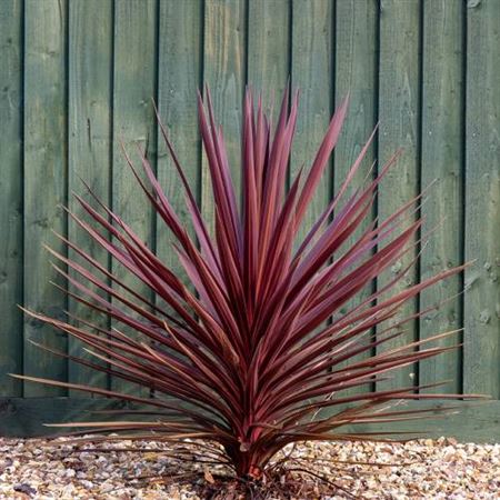 Cordyline Red Star | Tr.84 - 1PP Cult Tej
