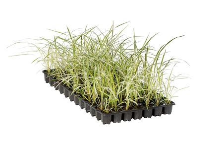 Cordyline Torbay Dazzler | Tr.84 - 1PP Cult Tej