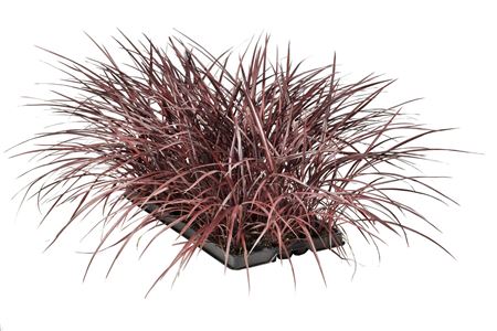 Cordyline Burgundy Spirer | Tr.84 - 1PP Cult Tej