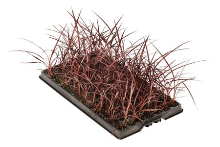 Cordyline Festivalr Burgundyr | Tr.84 - 1PP Cult T