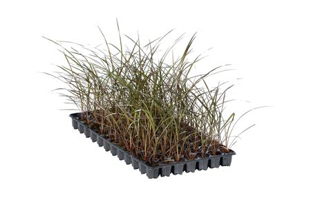 Cordyline Festivalr Lime | Tr.84 - 1PP Cult Tej