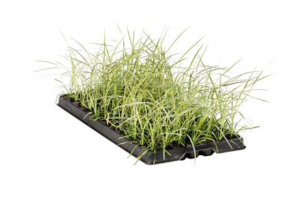 Cordyline Lime Passionr | Tr.84 - 1PP Cult Tej