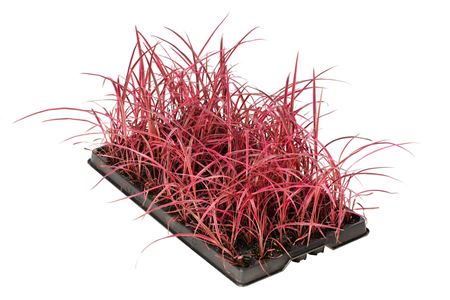 Cordyline Salsar | Tr.84 - 1PP Cult Tej
