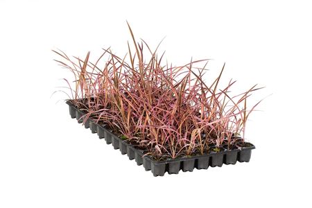 Cordyline Pink (Southern Splendour) | Tr.84 - 1PP
