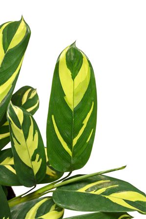 Ctenanthe Golden Mosaic | Tr.84 - 1PP Cult Tej