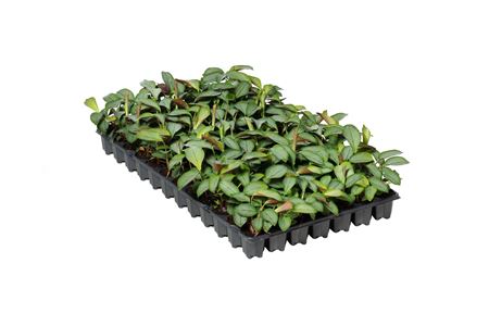 Ctenanthe setosa silver | Tr.84 - 1PP Cult Tej