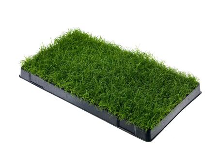 Cyperus zumula | Tr.66 - 20+ semillas