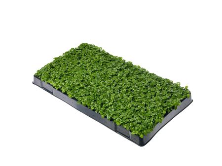 Radermachera sinica | Tr.112 - 5+ semillas