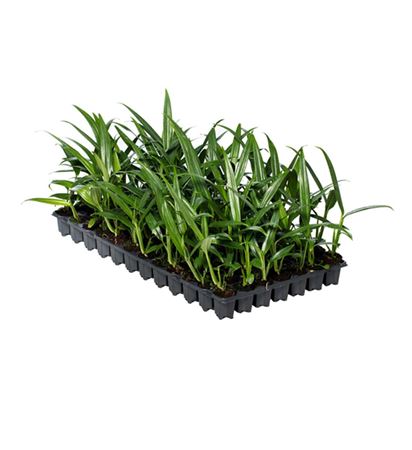 Raphidophora Wild Wild | Tr.50 - 1PP Cult Tej