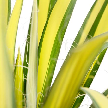 Yucca filamentosa Color Guard | Tr.84 - 1PP Cult T