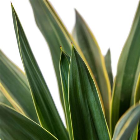 Yucca gloriosa Variegata | Tr.84 - 1PP Cult Tej