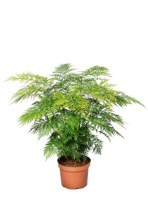 Grevillea robusta | Tr.66 - 5+ semillas