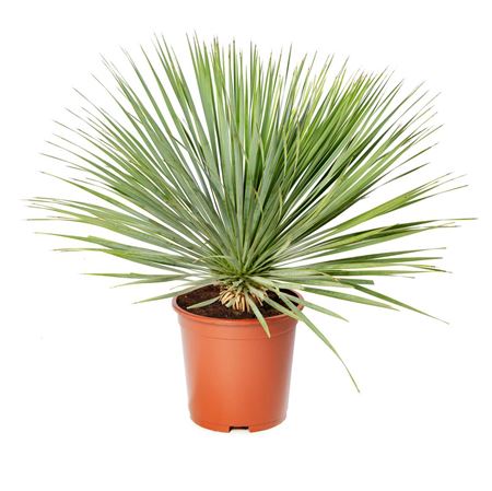 Yucca rostrata | Tr.73 - 1PP semillas