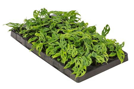 Monstera adansonii | Tr.84 - 1PP Cult Tej