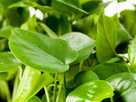 Monstera deliciosa 2/3 shoots | Tr.51 - 1PP Cult T