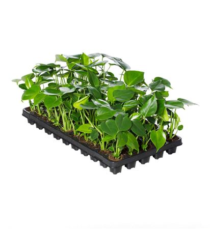 Monstera deliciosa Tauerii | Tr.66 - 2+ semillas