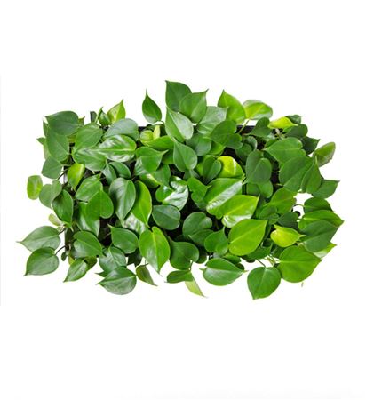 Monstera deliciosa Tauerii | Tr.66 - 3+ semillas