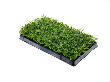 Dizygotheca elegantissima, Aralia | Tr.66 - 8+ sem