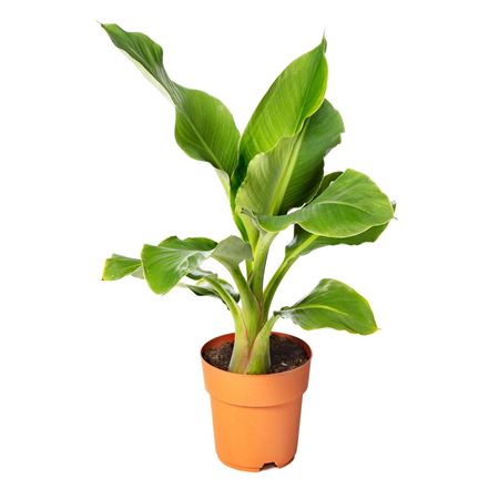 Musa lasiocarpa | Tr.51 - 1PP Cult Tej