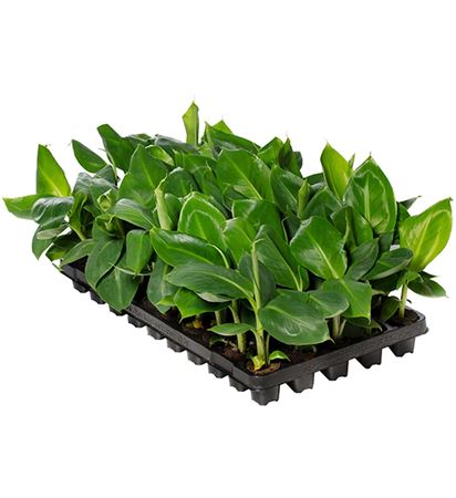 Musa oriental dwarf | Tr.73 - 1PP Cult Tej