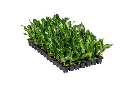 Dracaena Burleyr | Tr.84 - 1PP Cult Tej