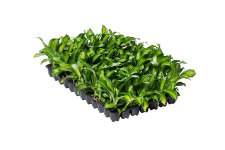 Dracaena Charleyr | Tr.84 - 1PP Cult Tej