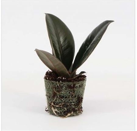Ficus Abidjan | 4,5cm - 1pp - band 40