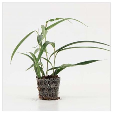 Ficus Alii | 4,5cm - 2pp - band 40