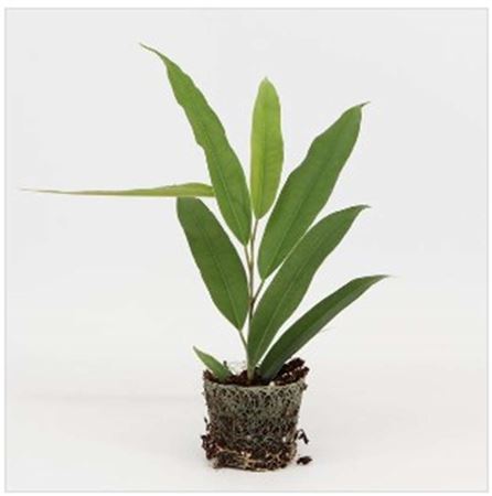 Ficus Amstel King | 4,5cm - 1pp - band 40
