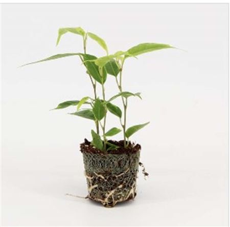 Ficus Anastasia  | 6,5cm - 3pp - band 28