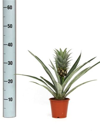 Ananas Md2 - 12cm