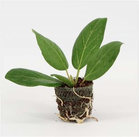 Ficus Audrey | 4,5cm - 1pp - band 40