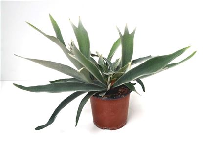 Platycerium veitchii tray 150