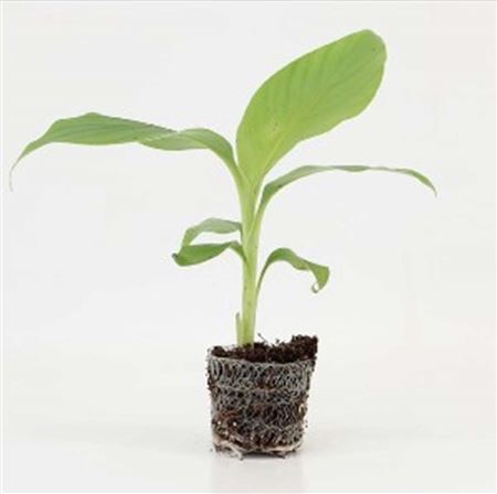 Musa Basjoo |  5,5cm  - H,25cm