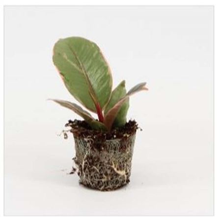 Ficus Belize | 4,5cm - 1pp - band 40
