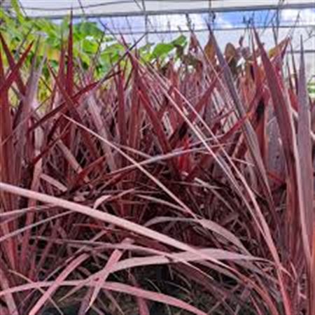 Cordyline Burgundy Spire |  3,1cm  - H,20cm