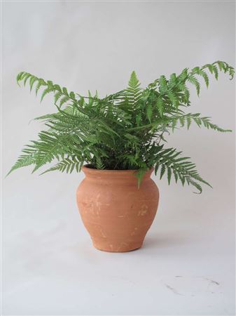 Dicksonia antarctica tray 104