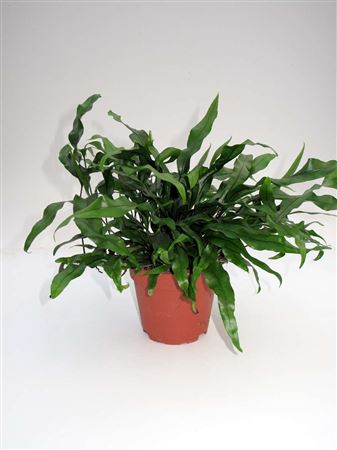 Microsorum diversifolium tray 150