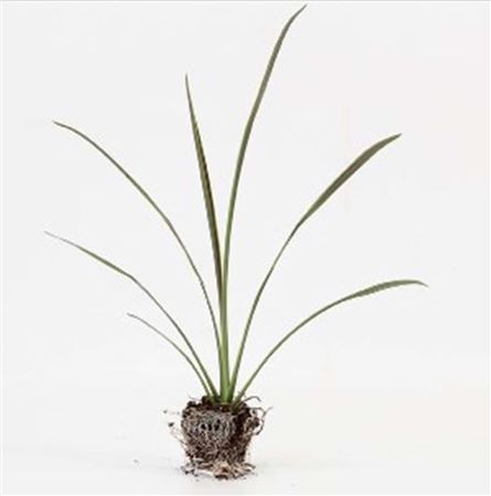 Cordyline Choc Mint |  3,1cm  - H,20cm