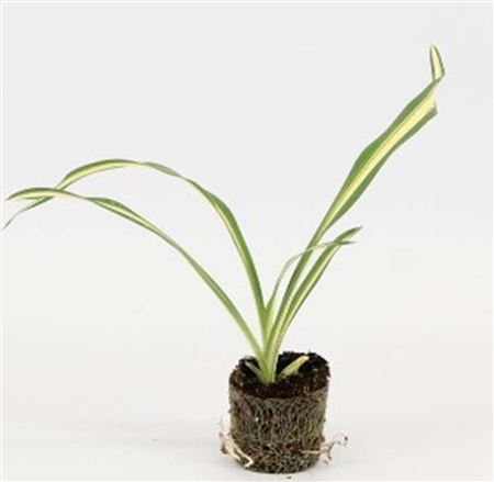 Yucca Color Guard |  3,1cm  - H,20cm